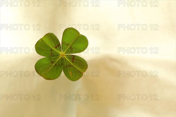 Four-leaf clover