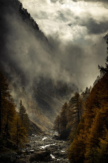 Autumn trees in gorge backlit with threatening cloudy sky