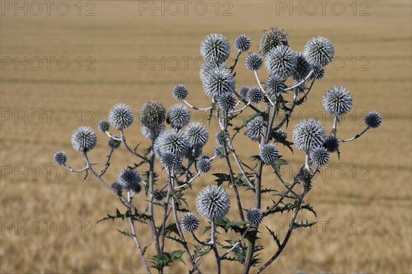 Great globe thistle