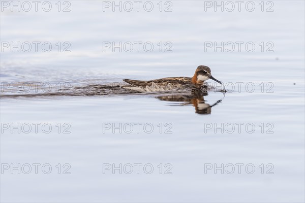 Red-necked phalarope