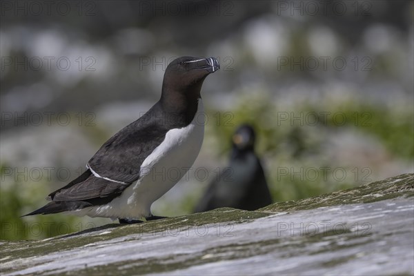 Razorbill