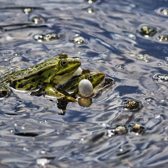 Pond frog