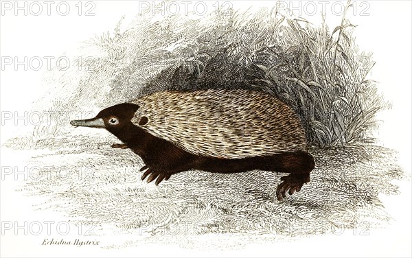 Echidna hystrix