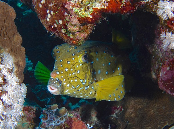 Portrait of yellow boxfish