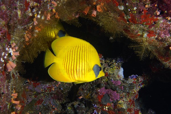 Bluecheek butterflyfish