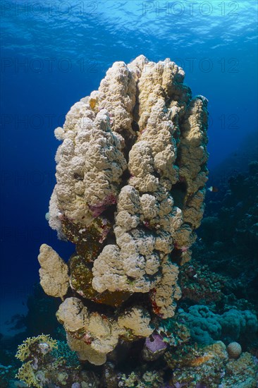 Mountain coral