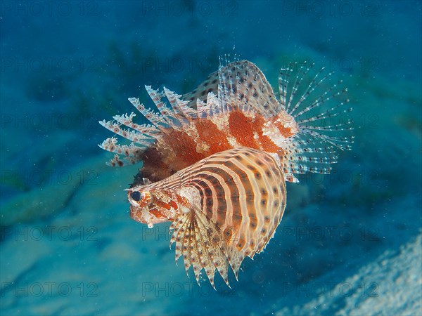 Red Sea Dwarf Lionfish