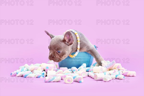 French Bulldog dog puppy on bucket sniffing marshmallow sweets on pink background