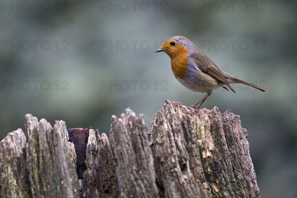 European robin