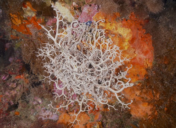 Mediterranean basket star