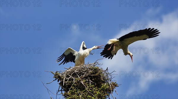 White Stork