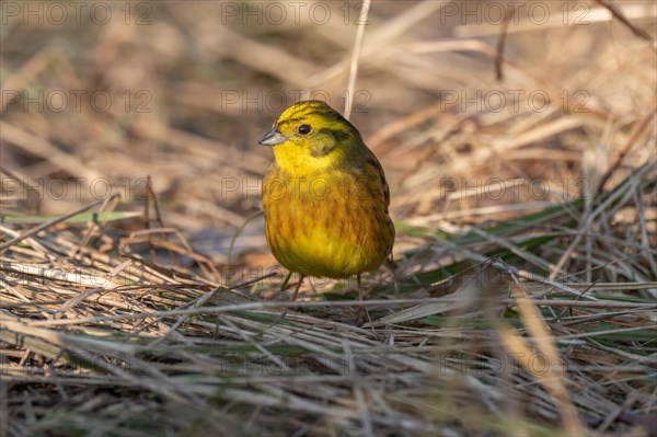 Male yellowhammer