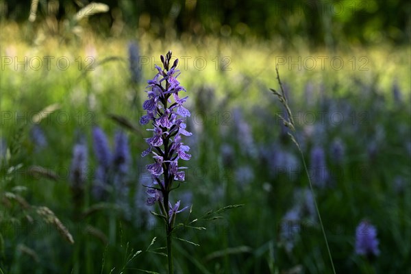 Spotted moorland spotted orchid