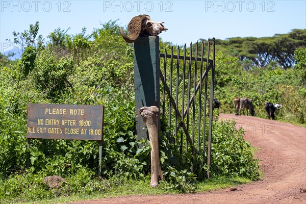 Cape buffalo