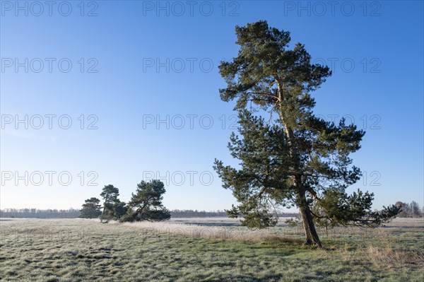 Scots pine