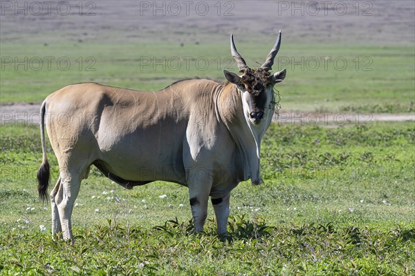 Common eland