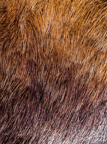 Decorative animal fur as a background texture