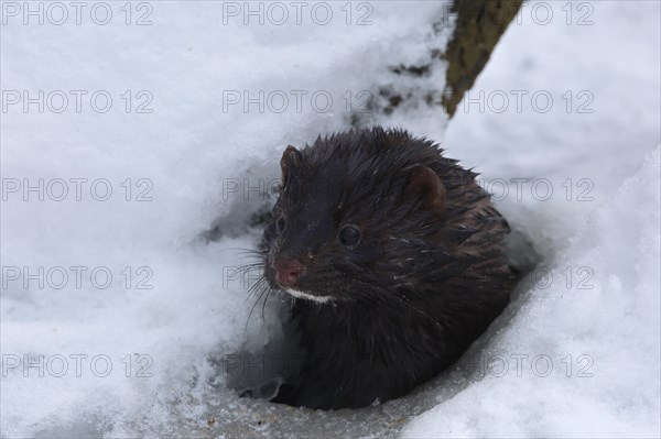 American mink