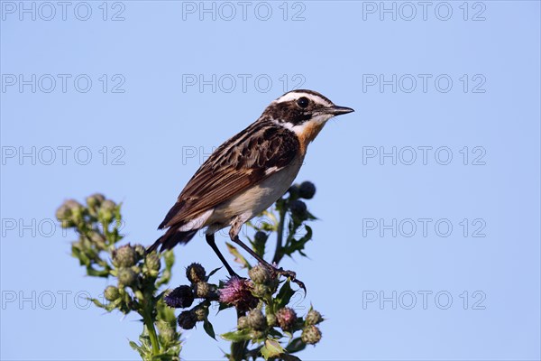 Whinchat