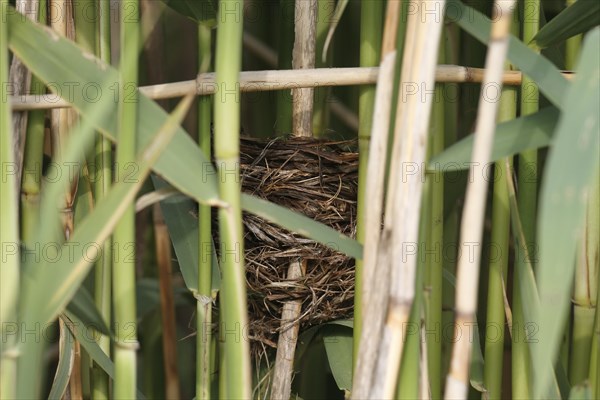 Great reed warbler