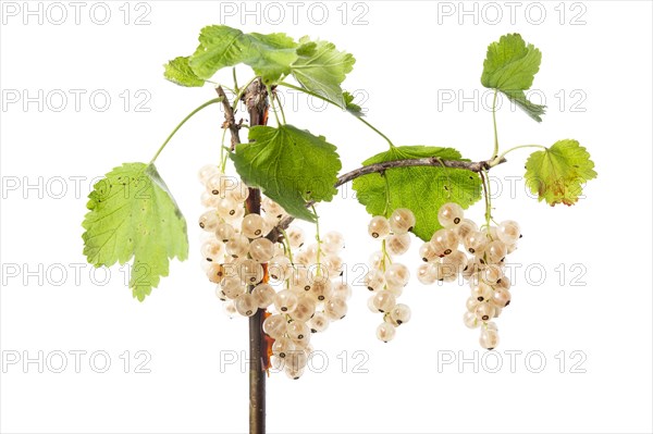 White redcurrant