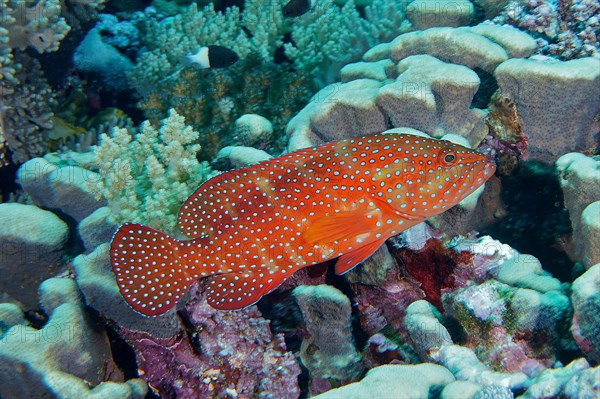 Jewel grouper