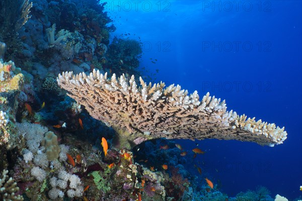 Pharaoh antler coral