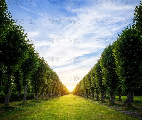 Avenue with sunset in the vanishing point and meadow in the foreground