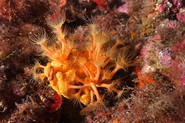 Yellow cluster anemone