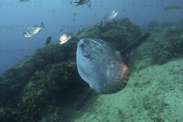 Ocean sunfish