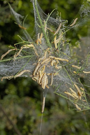 Weeping cherry moth several caterpillars in a common web