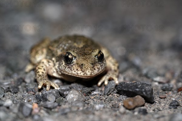 Common midwife toad