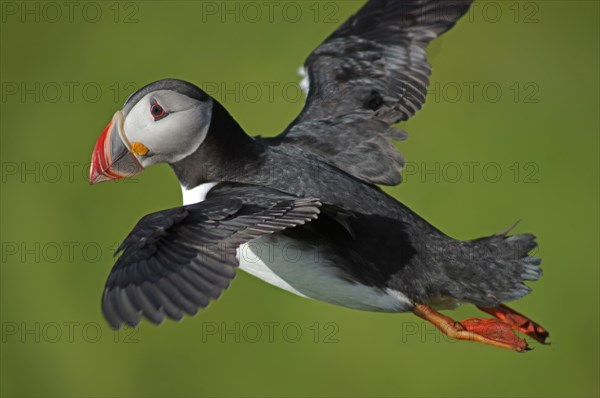 Puffin