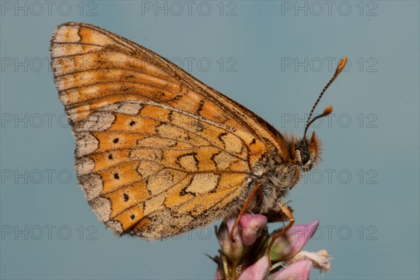 Golden Fritillary