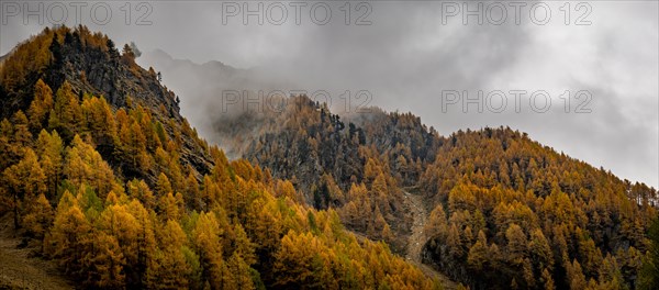 Autumn larch