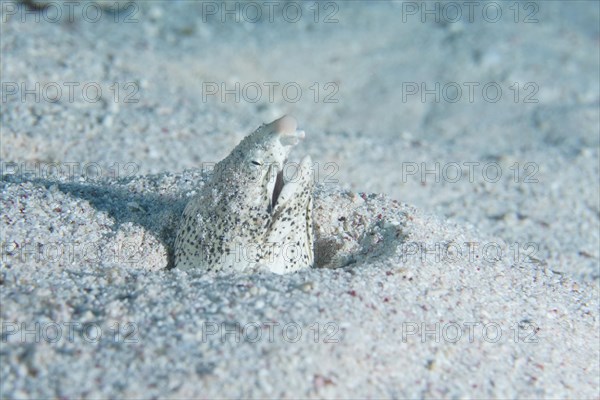 Marbled snake eel