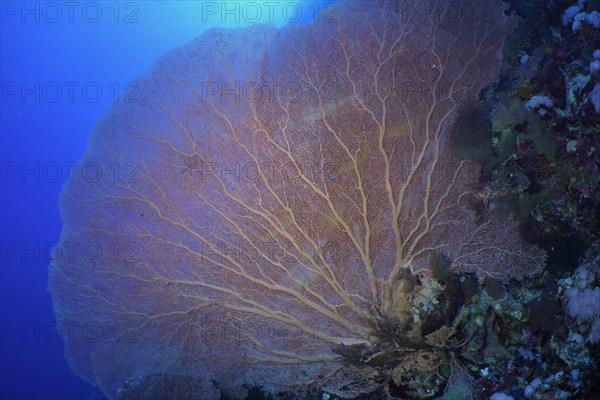 Giant sea fan