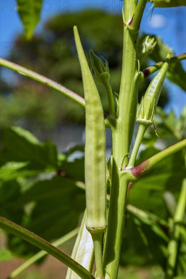 Growing Okra