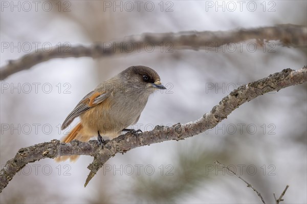 Siberian jay