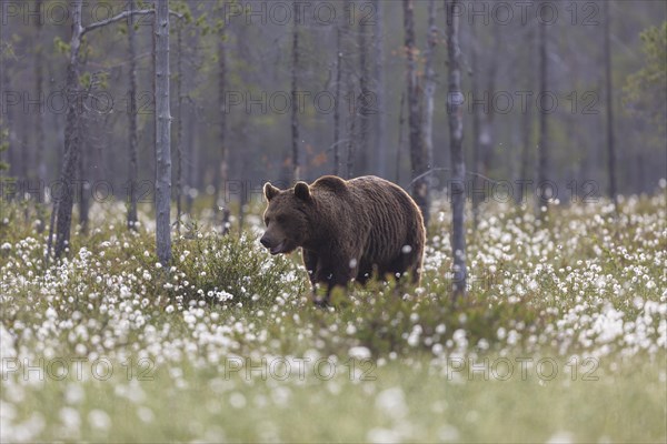 Brown bear