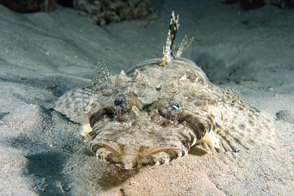 Portrait of tentacled flathead