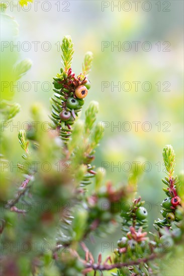 Black crowberry