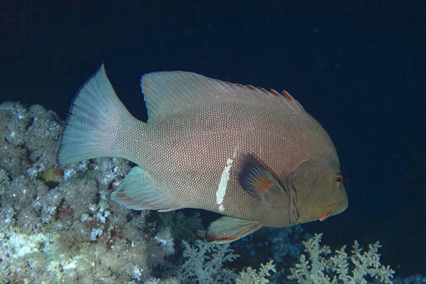 Redmouth grouper