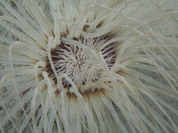 Close-up of tube-dwelling anemone