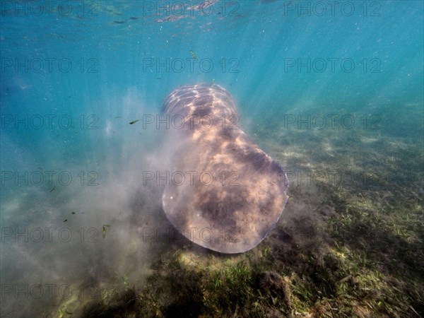 West indian manatee