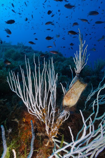 White gorgonian