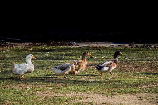 Domestic ducks walking in their field