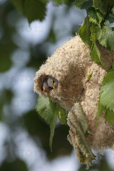 Eurasian penduline tit