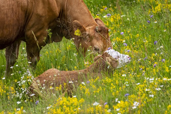 A cow and a small calf in a meadow with flowers