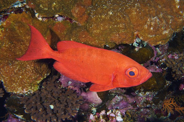 Red common bigeye